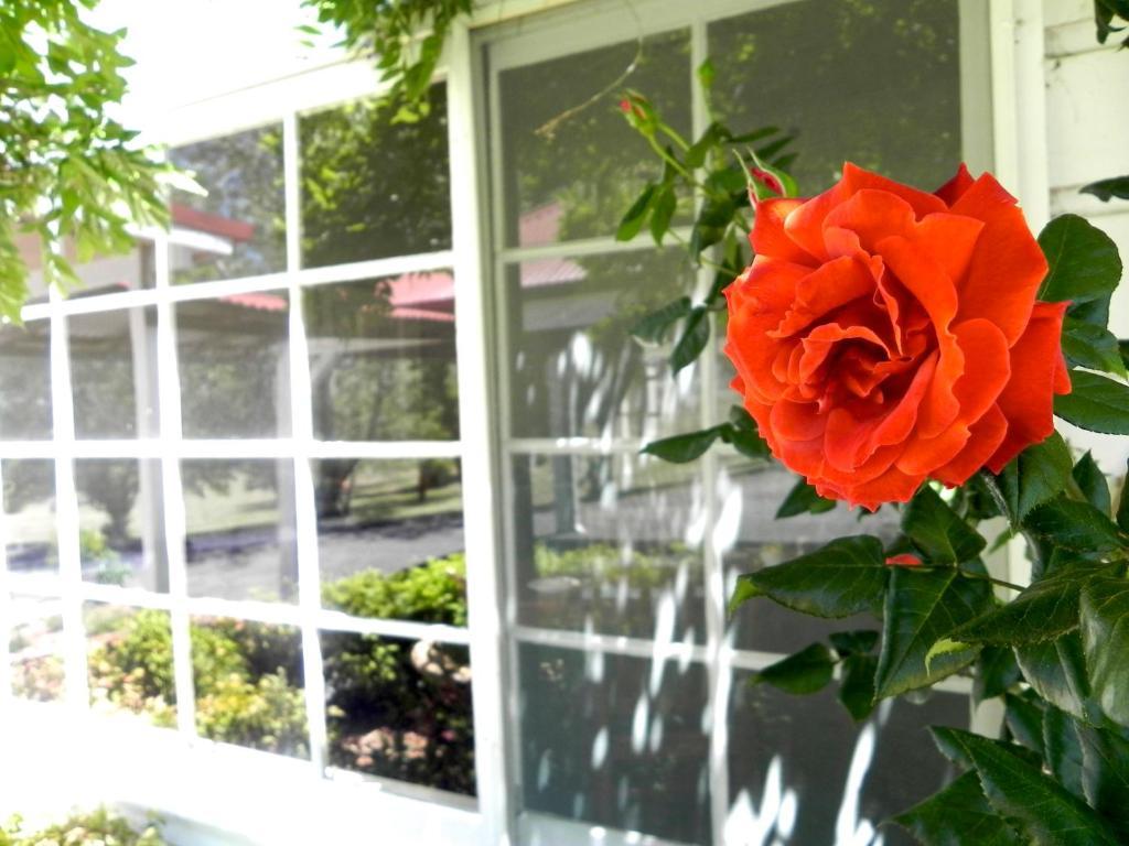Moore Park Inn Armidale Exterior foto